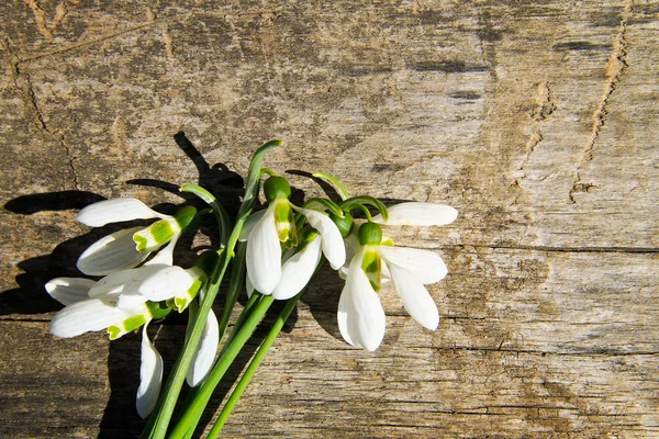 Ahşap arka plan üzerinde beyaz kardelen buket