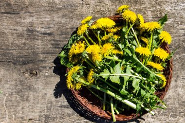 Sepette rustik ahşap zemin üzerine sarı karahindiba çiçekler. 