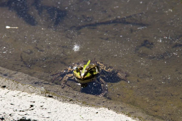 Лягушка в болоте — стоковое фото