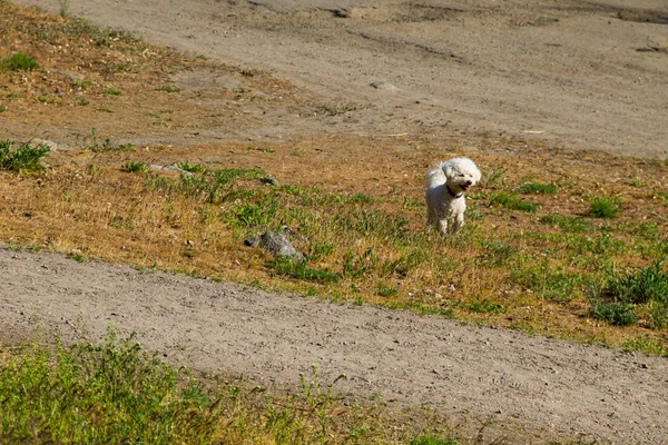 Bolognese białego psa w parku — Zdjęcie stockowe