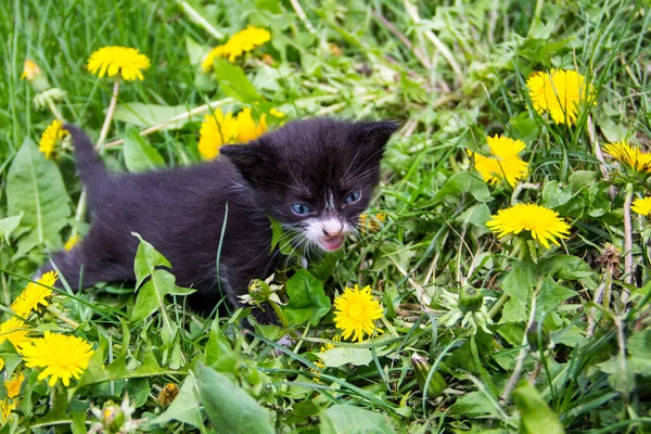 Μικρό γατάκι σε κίτρινα λουλούδια πικραλίδα — Φωτογραφία Αρχείου