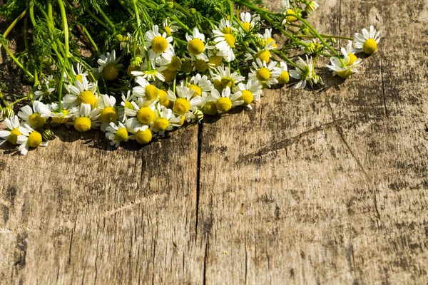 Kamillenblüten auf rustikalem Holzhintergrund mit Kopierraum — Stockfoto