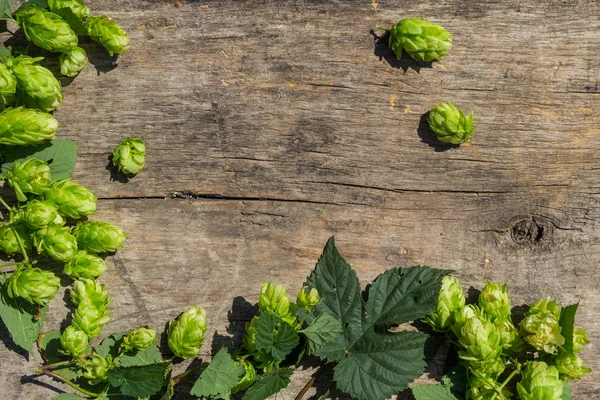 Rustik ahşap zemin üzerine hop koniler