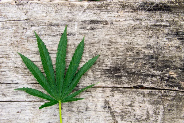 Feuille de cannabis verte sur fond en bois — Photo