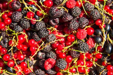 Taze çilek, böğürtlen, ahududu, frenk üzümü ve blackcurrant