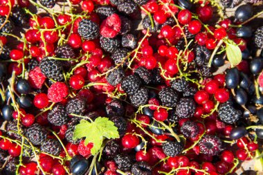 Taze çilek, böğürtlen, ahududu, frenk üzümü ve blackcurrant