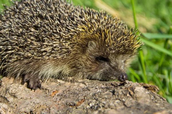 Jonge stekelige egel op log — Stockfoto