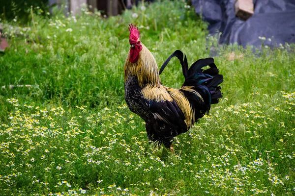 Rooster in farmyard — Stock Photo, Image
