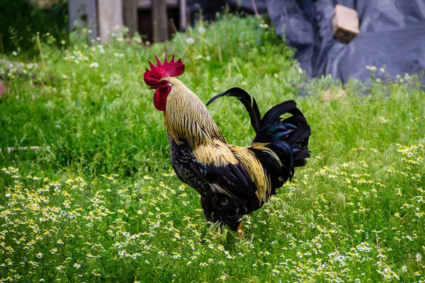 Rooster in farmyard — Stock Photo, Image