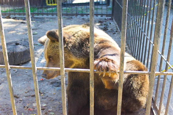 Bär im Käfig — Stockfoto