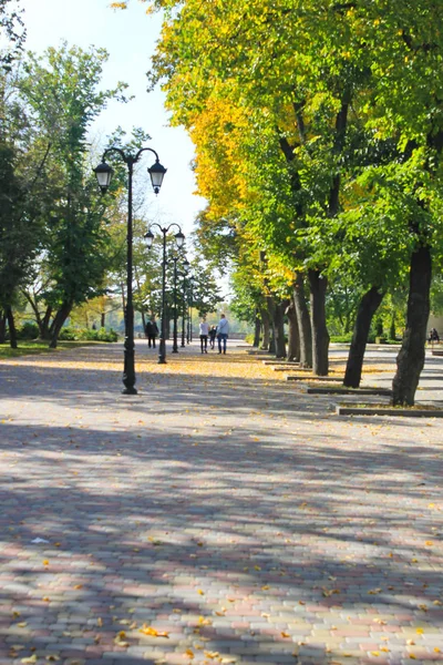 Şehir parkında güzel ağaçlar