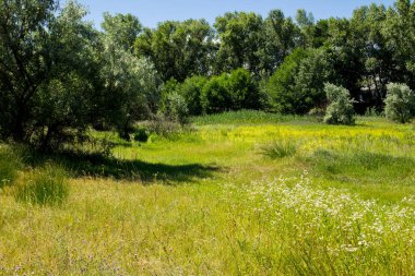 Yaz manzara ağaçlar, çayır ve mavi gökyüzü ile