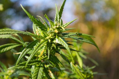 Esrar (kenevir) bitki