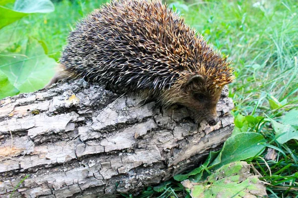 Hedgehog em log — Fotografia de Stock