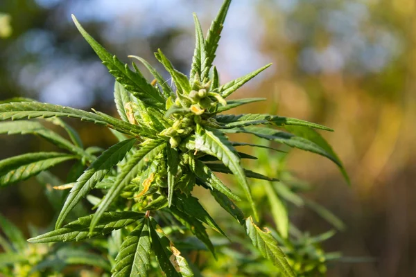 Esrar (kenevir) bitki