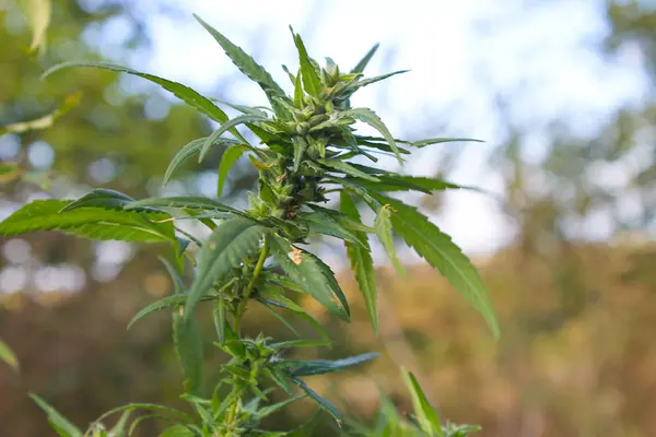 Cannabis (maconha) planta — Fotografia de Stock