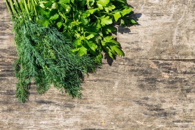 Rustik ahşap masa üzerinde yeşil taze dereotu ve maydanoz otlar