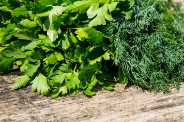 Rustik ahşap masa üzerinde yeşil taze dereotu ve maydanoz otlar