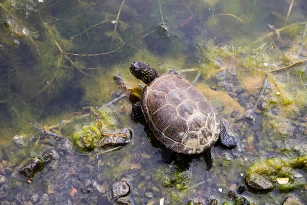 Tartaruga di stagno europea — Foto Stock