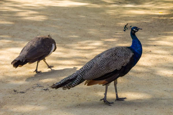 Peafowl indiano ou pavão azul — Fotografia de Stock