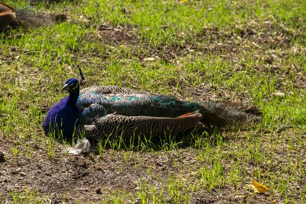 Indiai peafowl vagy kék peafowl — Stock Fotó