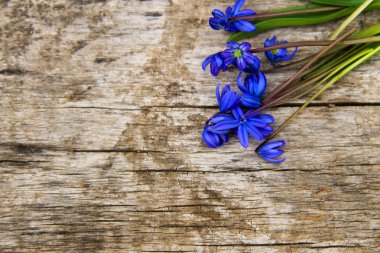 Mavi scilla çiçek (Scilla siberica) ya da ahşap üzerine Sibirya squill