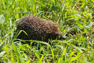 Yeşil çimlerde kirpi