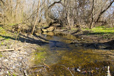 Ormandaki küçük nehir 