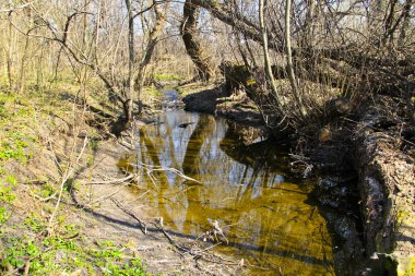 Ormandaki küçük nehir 