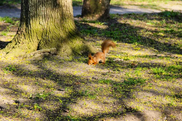 공원에서 다람쥐 — 스톡 사진