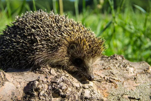 Junger stacheliger Igel auf dem Baumstamm — Stockfoto