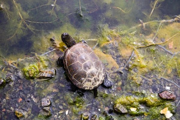 Avrupa gölet kaplumbağası (Emys orbicularis) — Stok fotoğraf