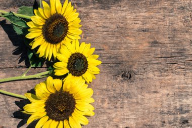 Ahşap arka plan üzerinde dekoratif ayçiçeği