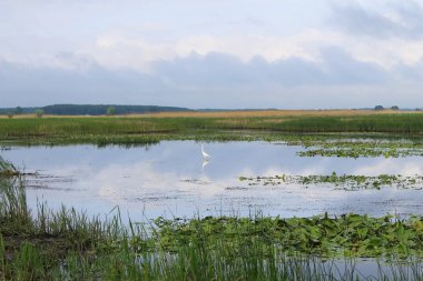 Nehri üzerinde beyaz ak balıkçıl