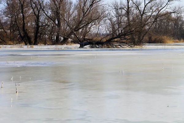 Donmuş su ve ağaçları ile kış çayır