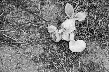 Terk edilmiş bunny bebek kaldırıma. Siyah-beyaz sesi