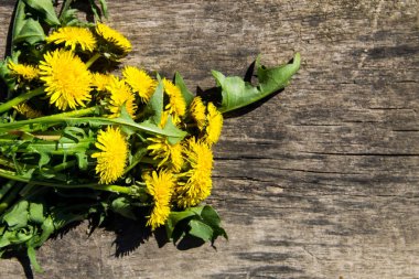 Rustik ahşap zemin üzerine sarı karahindiba çiçekler. Üstten Görünüm