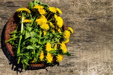 Sepette rustik ahşap zemin üzerine sarı karahindiba çiçekler. 