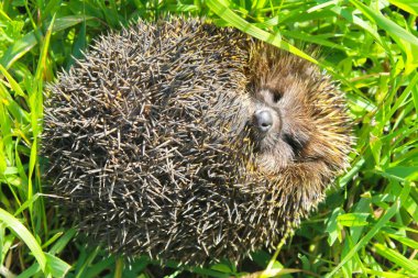 Yeşil çimlerde kirpi