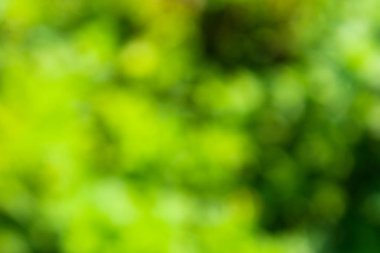 yeşil arka plan bulanık