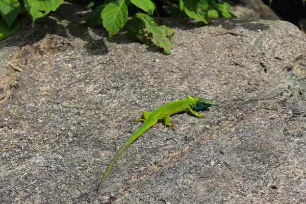 Lagarto en la piedra — Foto de Stock