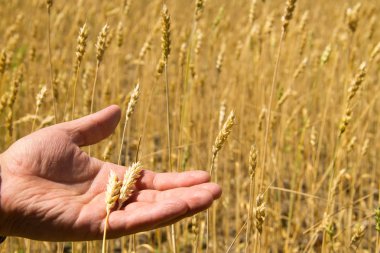 Erkek el altın buğday kulak buğday alanında tutarak