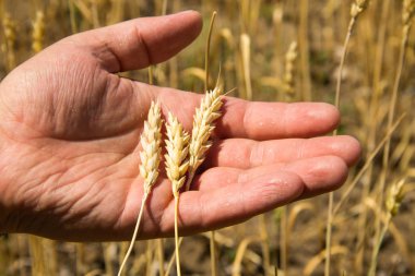 Erkek el altın buğday kulak buğday alanında tutarak