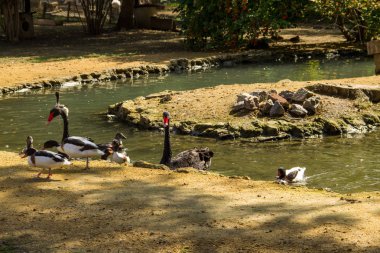 Siyah Kuğu ve yüzme yapay gölet ördekler