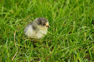 Güzel küçük civciv yeşil çim de