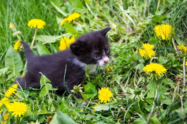 Gatito pequeño en flores de diente de león amarillo — Foto de Stock