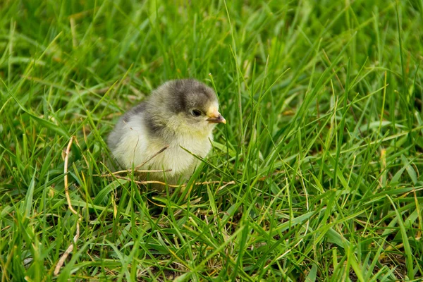 Güzel küçük civciv yeşil çim de