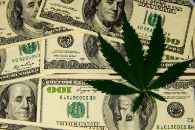 Esrar yaprak yığını yüz dolar faturaları 