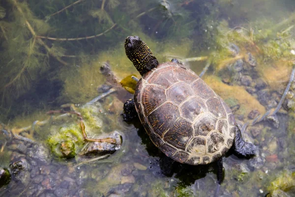 Avrupa gölet kaplumbağası (Emys orbicularis) — Stok fotoğraf