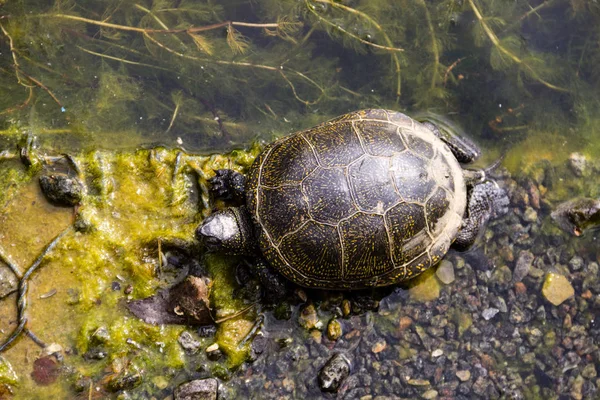 Tartaruga lacustre europea (Emys orbicularis) — Foto Stock